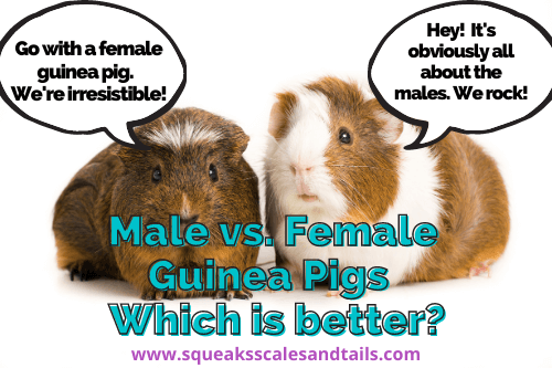 male vs. female guinea pig - which is better