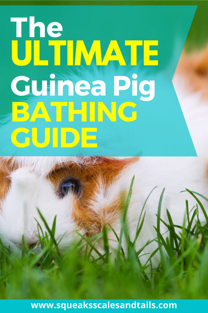 guinea pig bathing guide