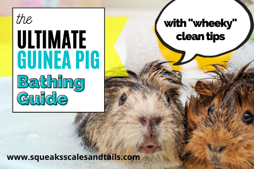 The Ultimate Guinea Pig Bathing Guide [Wheeky Clean Tips]