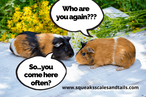 male vs. female guinea pig - which is better picture of 2 guinea pigs