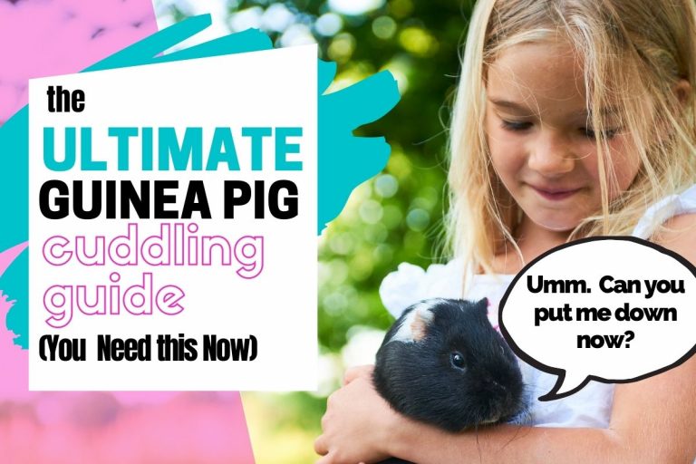 The Ultimate Guinea Pig Cuddling Guide (You Need This!)