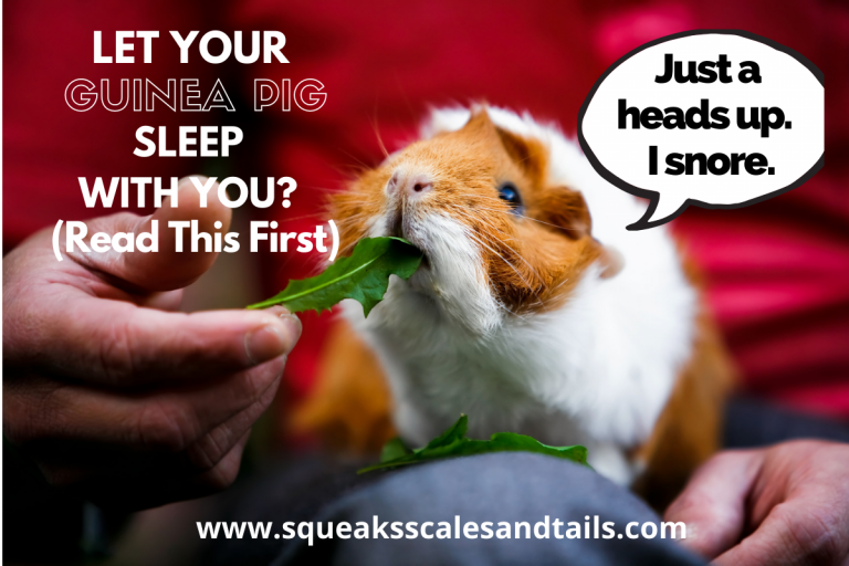 Let Your Guinea Pig Sleep With You?  (Read This First)