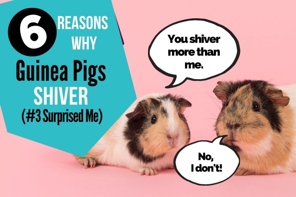 why does my guinea pig shiver when I pet him