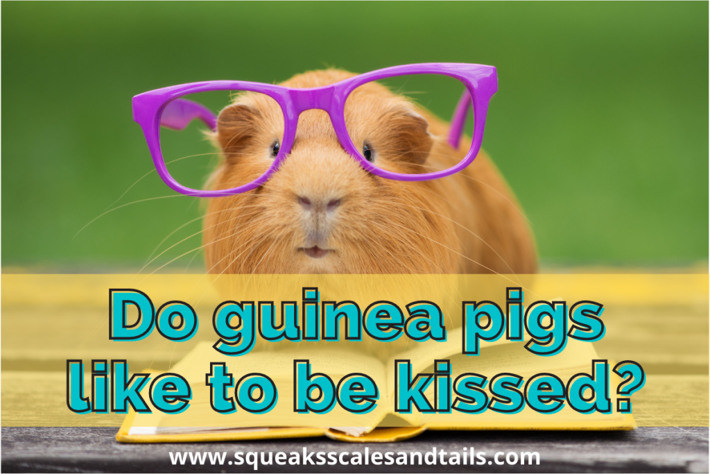 do guinea pigs like to be kissed