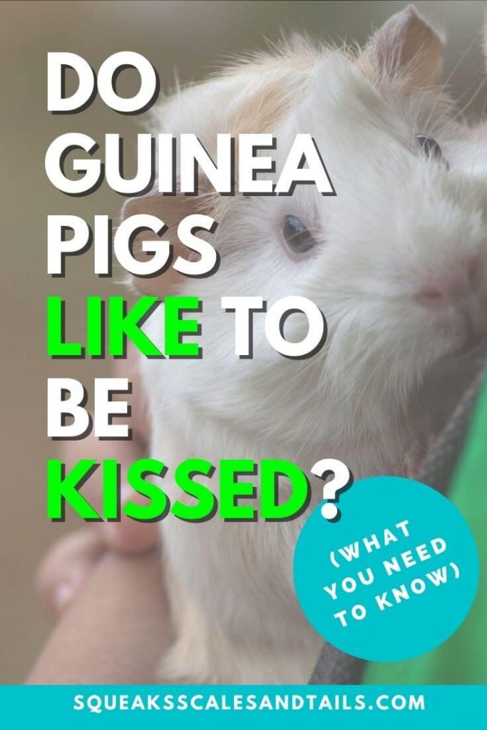 Pinterest Image for article Do Guinea Pigs Like to Be Kissed?