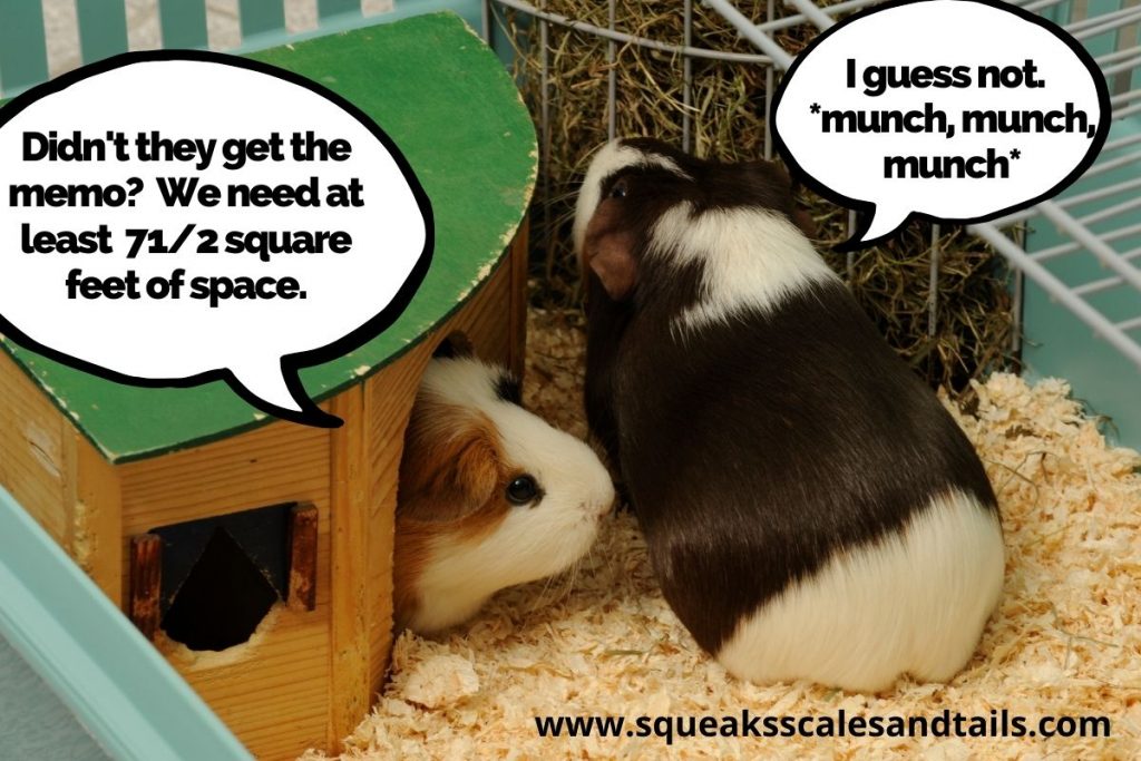 Can I leave my guinea pig alone for two days?