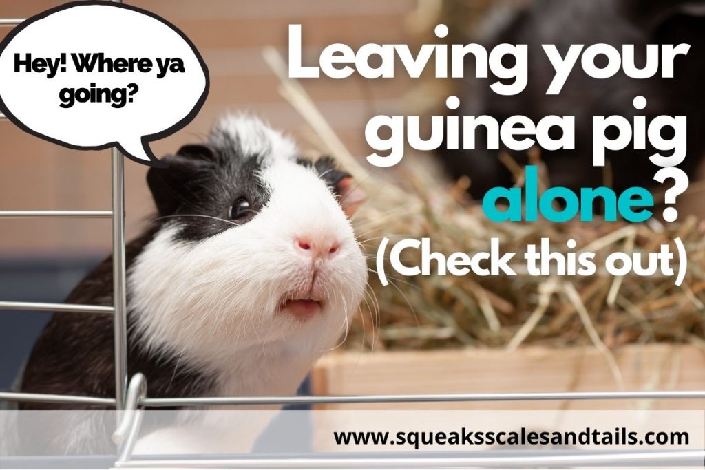 an you leave your guinea pig alone for two days