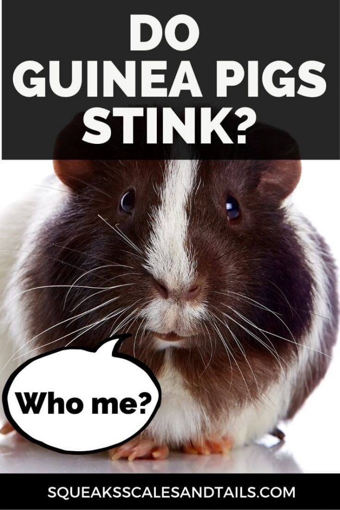 Pinterest Image of Guinea Pig from the article Do Guinea Pigs Stink
