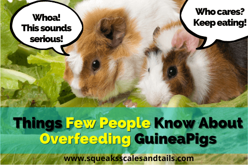 Things Few People Know About Overfeeding Guinea Pigs