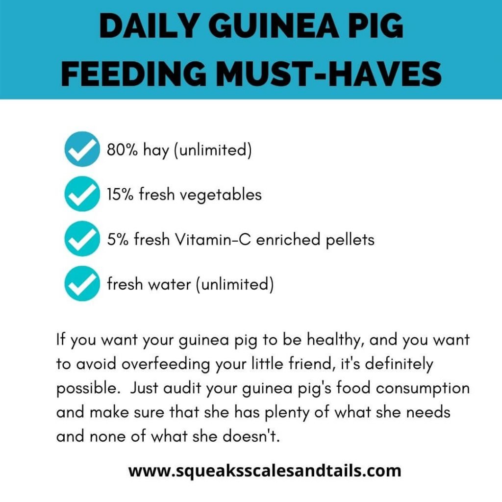 list of daily guinea pig feeding suggestions: can you overfeed your guinea pig