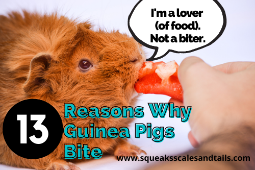 13 Simple Reasons Why Guinea Pigs Bite (+ Solutions)