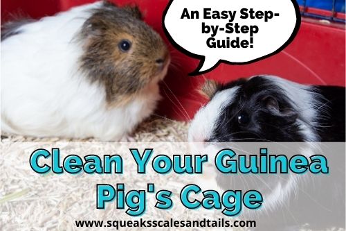 Clean Your Guinea Pig’s Cage: An Easy Step-by-Step Guide