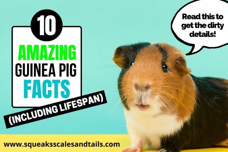 10 Amazing Facts About Guinea Pigs (Including Lifespan)