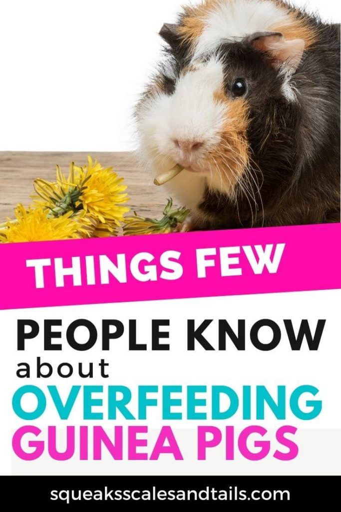 pinterest image: things few people know about overfeeding guinea pigs