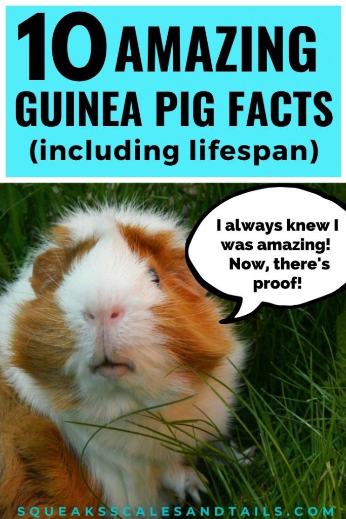 what is the lifespan of a guinea pig