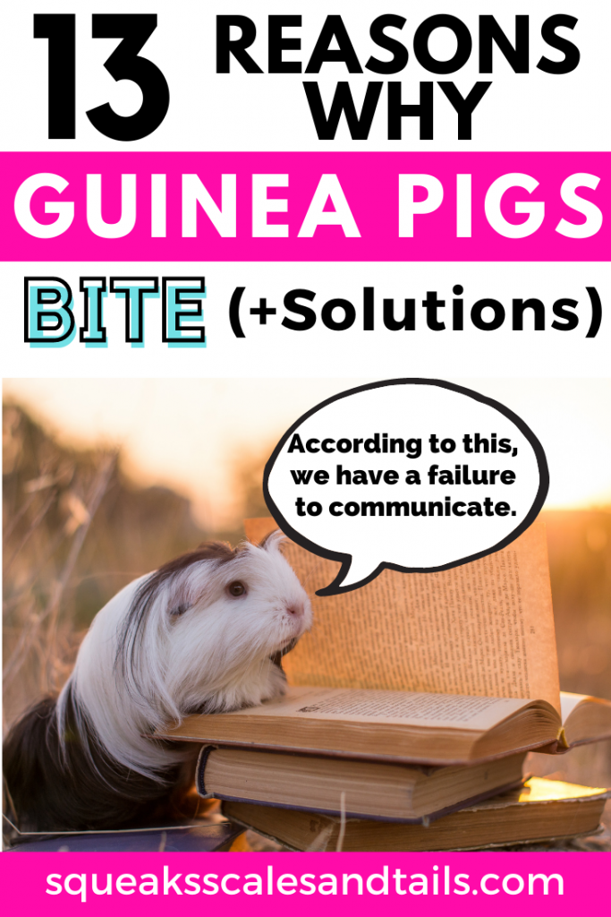 why do guinea pigs bite