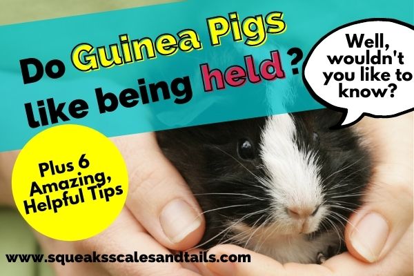 Do Guinea Pigs Like Being Held? (+ 6 Amazing, Helpful Tips)