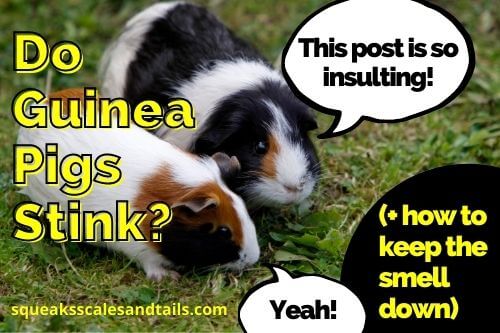 Picture of 2 Guinea Pigs from the article Do Guinea Pigs Stink?