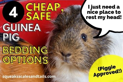 4 Cheap, Safe Guinea Pig Bedding Options (Piggie Approved!)