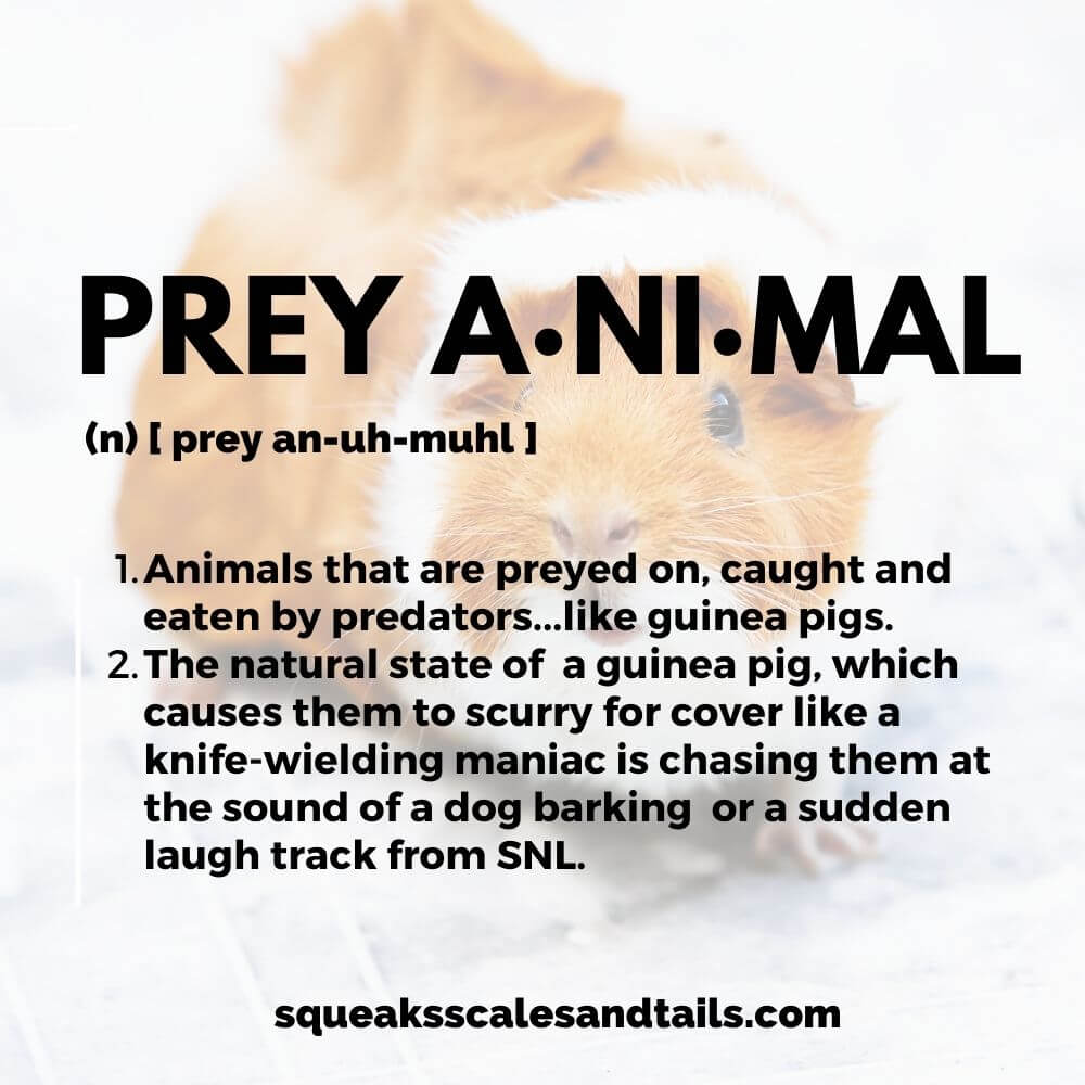 Definition of Prey Animal Graphic for the article The Truth About Guinea Pig Fear