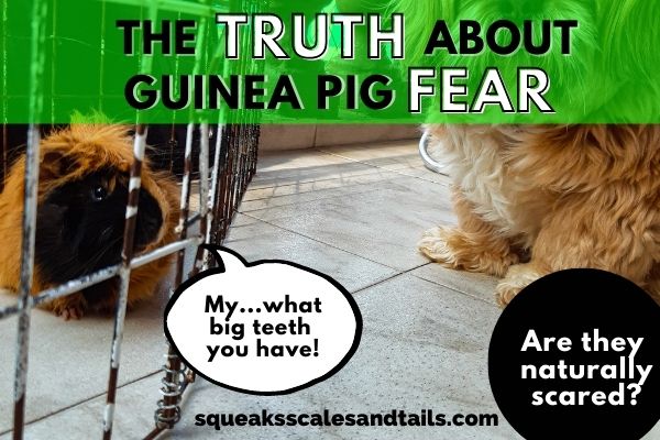 Picture of Guinea Pig with a dog for Guinea Pig Fear article