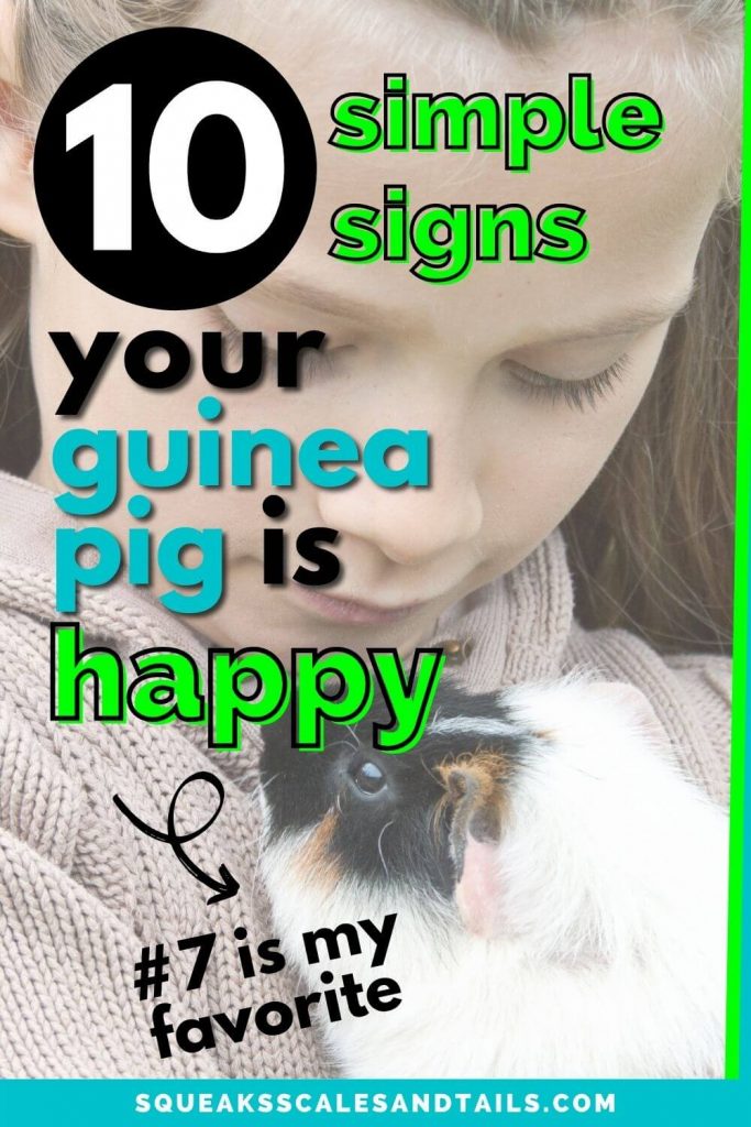 Pinterest Image - Signs Your Guinea Pig Is Happy