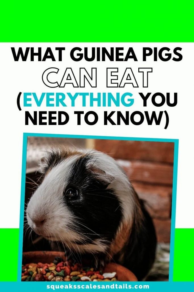 guinea pig eating