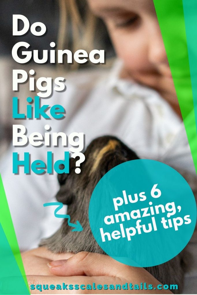 Picture of a Guinea PIg Being Held from the article: Do Guinea Pigs Like Being Held