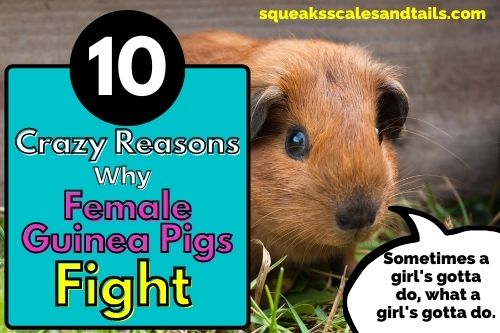 10 Crazy Reasons Why Female Guinea Pigs Fight (You Need This Now)