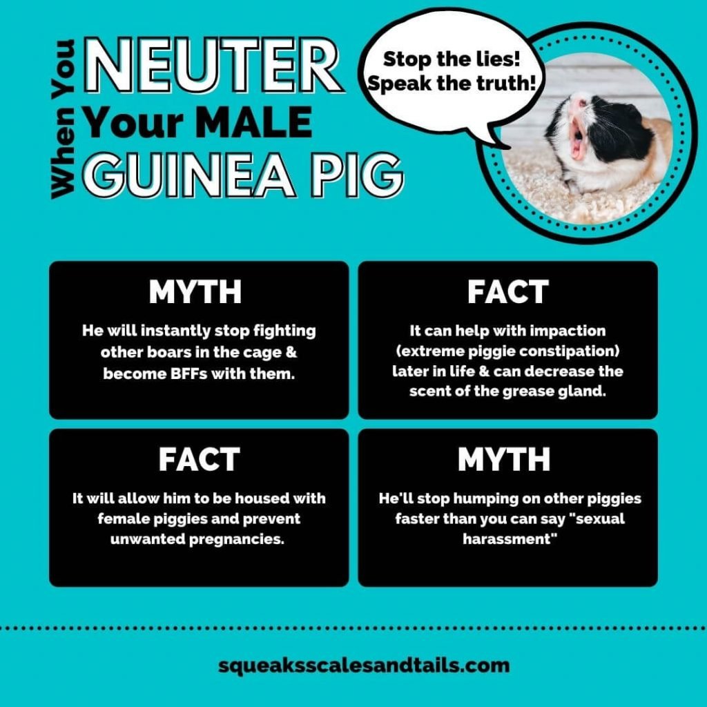 Neutering a male guinea pig myths and facts for the article male vs. female guinea pigs, which is better