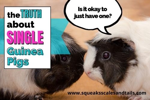The Truth About Single Guinea Pigs: Is It Okay To Have Just One?