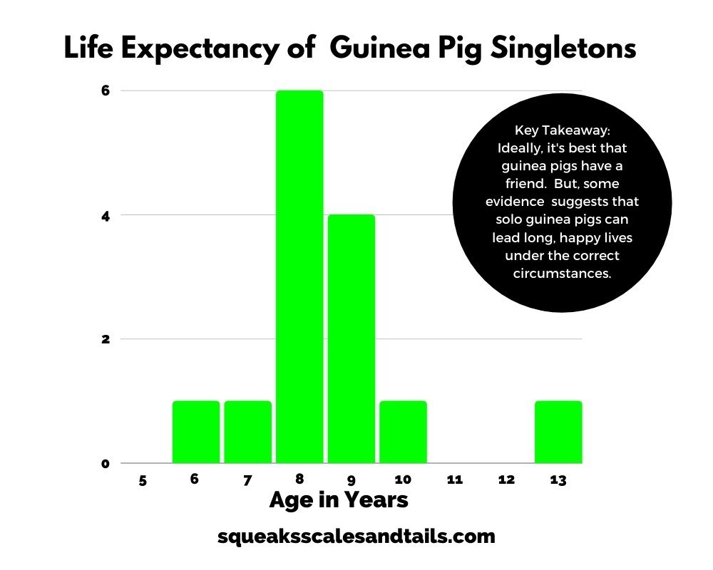 Is it okay to have a single guinea pig?