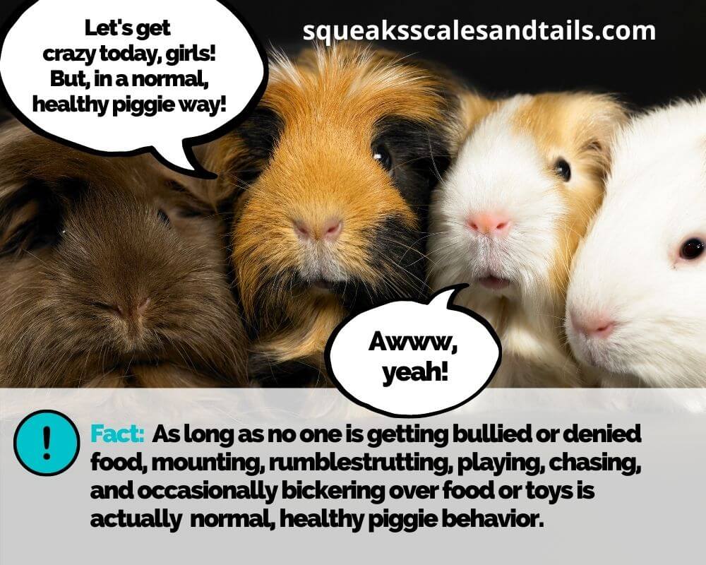 Is it okay to have one single guinea pig? - picture of 4 guinea pigs together