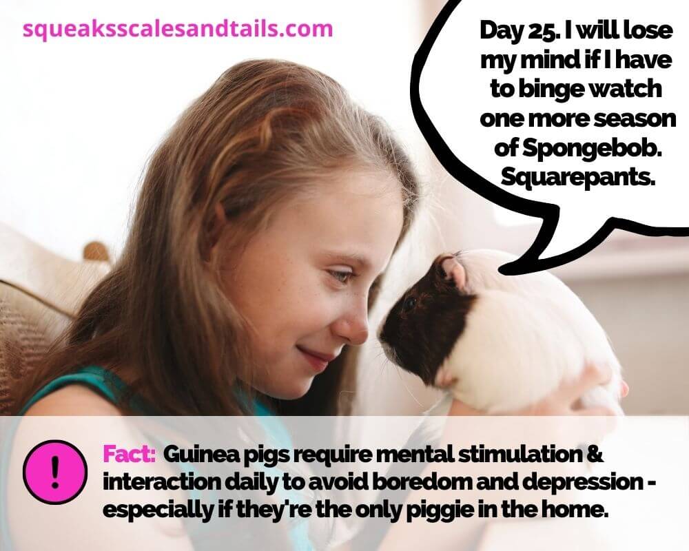 A picture of a guinea pig and a little girl - Is it okay to have only one single guinea pig?