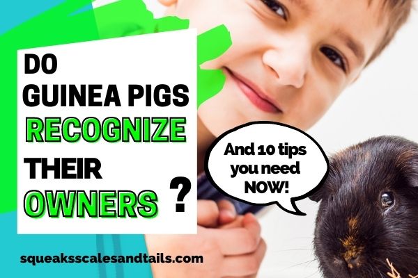 Do Guinea Pigs Recognize Their Owners?: 10 Tips You Need Now