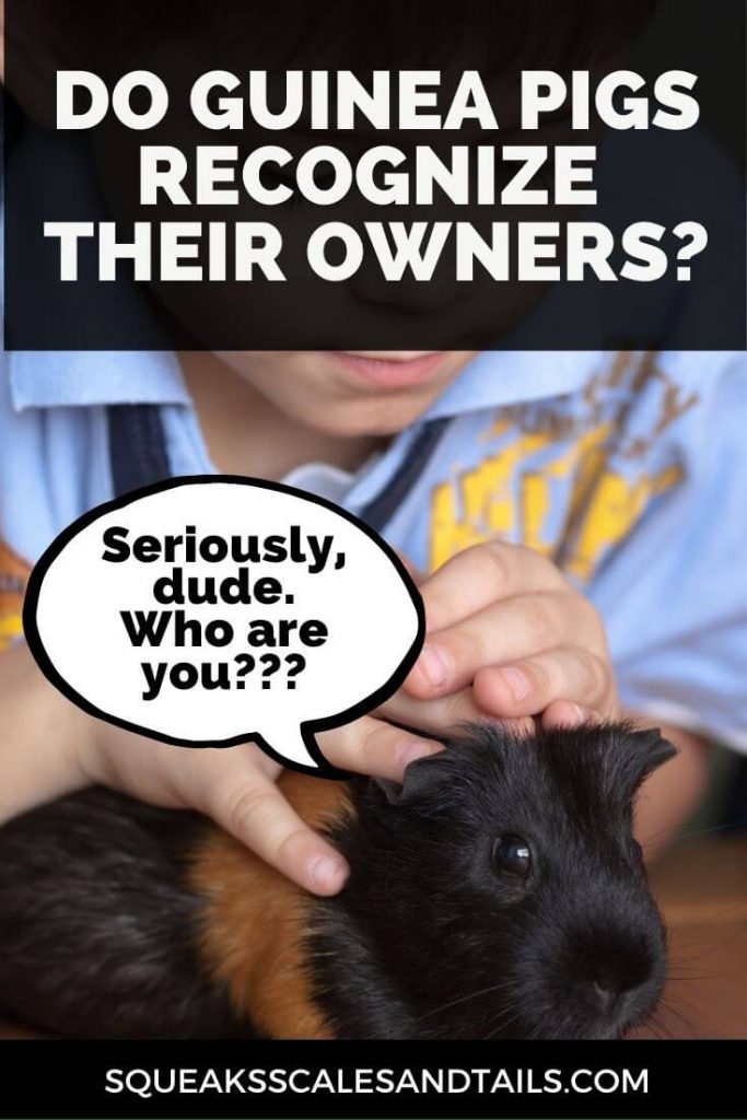 Do guinea pigs recognize their owners? picture of a boy and a guinea pig