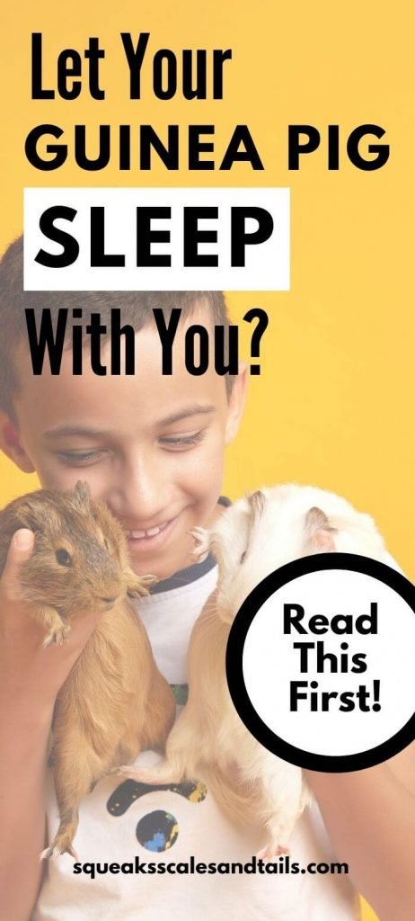 Let Your Guinea Pig Sleep With You? Read This First - image of a boy with two guinea pigs