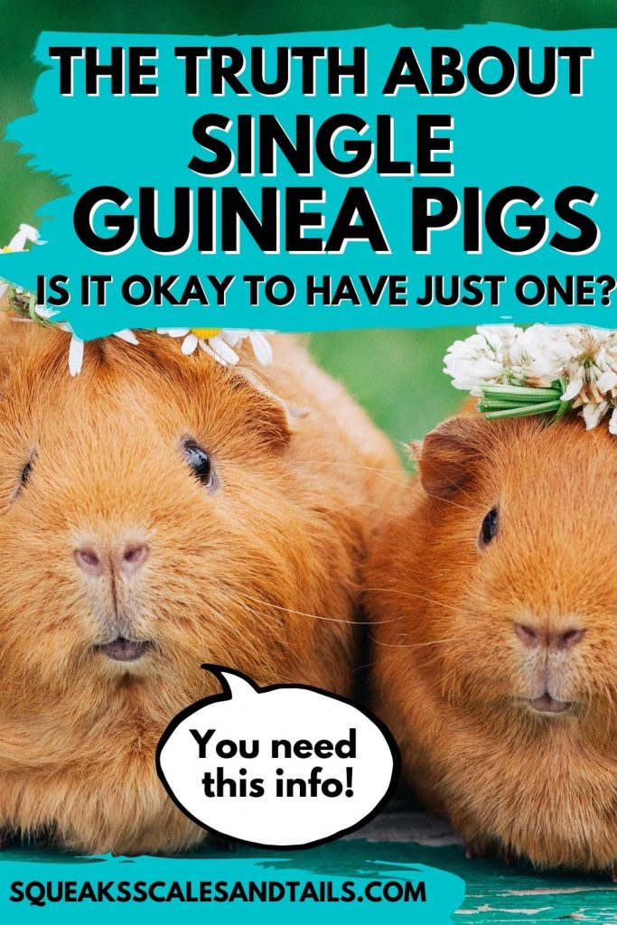 Image of two guinea pigs: Is it okay to have one guinea pig?
