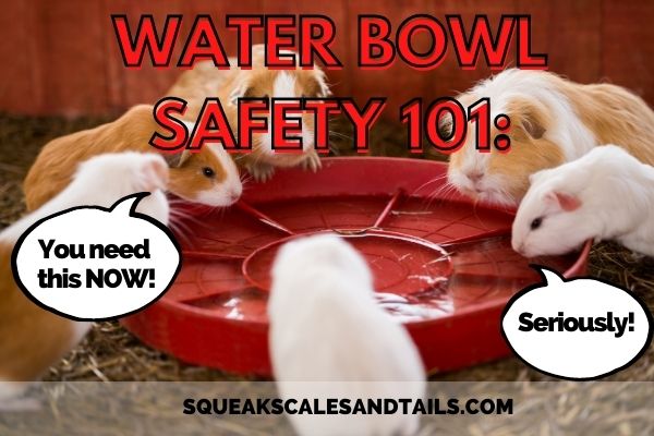 Water Bowl Safety 101: You Need This Now (Seriously!)