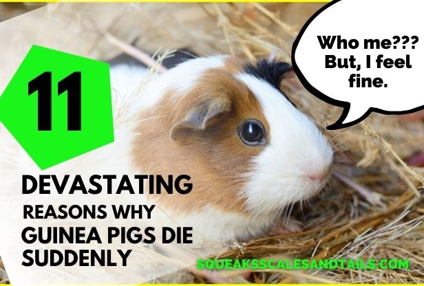 11 Devastating Reasons Why Some Guinea Pigs Die Suddenly