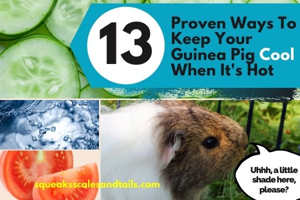 A picture of cucumbers, tomatoes, water, and a guinea pig for the article 12 Proven Ways To Cool Your Guinea Pig Down When It's Hot (3)