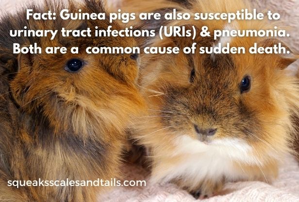 why do guinea pigs die suddenly