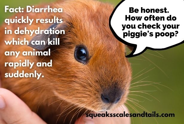 why do guinea pigs die suddenly?