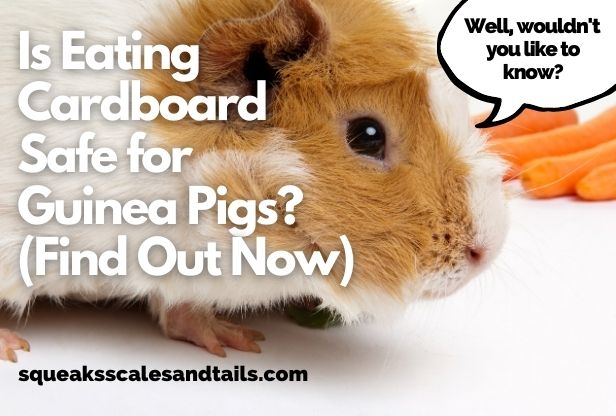 Is Eating Cardboard Safe for Guinea Pigs? (Find Out Now)