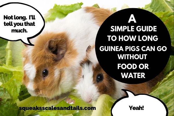A Simple Guide To How Long Guinea Pigs Can Go Without Food (Or Water)