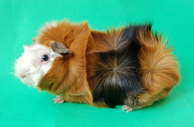 friendly guinea pig picture