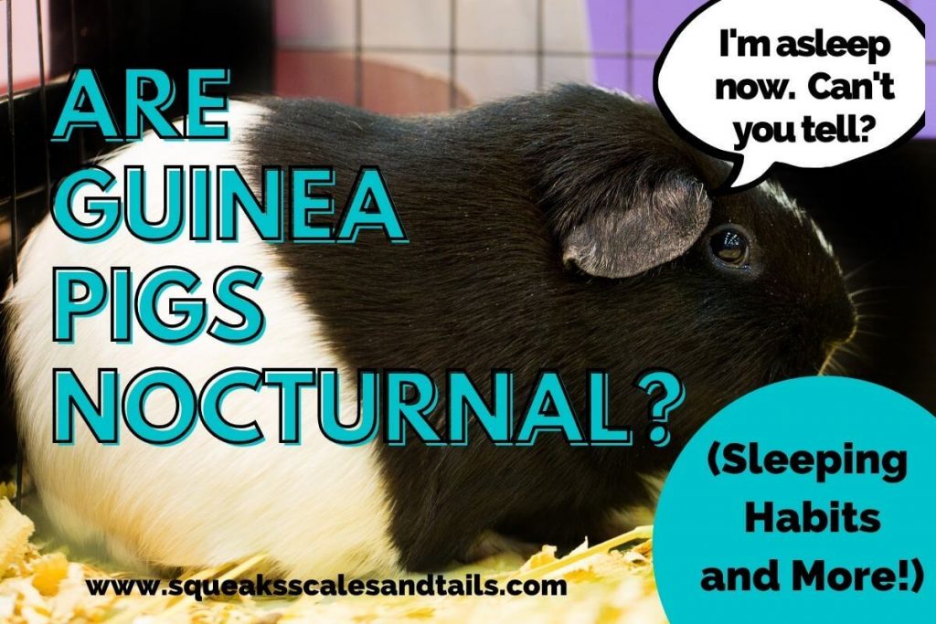 are guinea pigs nocturnal - image of a sleeping guinea pig