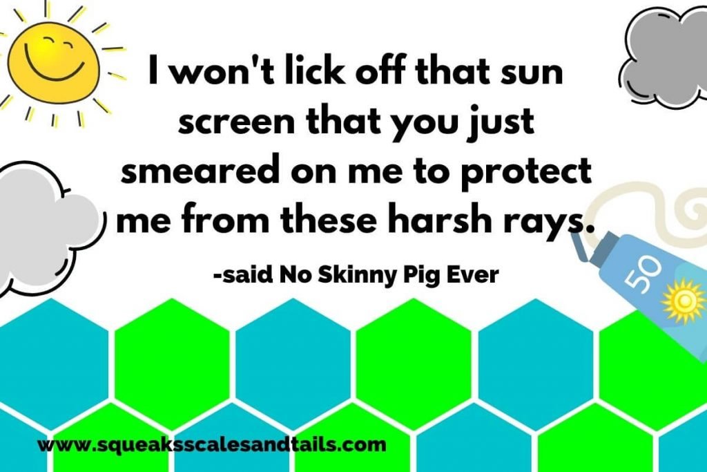 do guinea pigs like sunlight? - quote