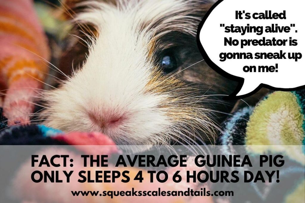 Do guinea pigs like sunlight? - fact