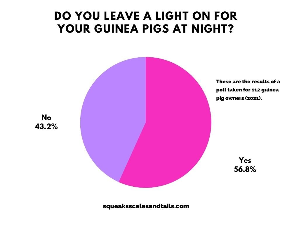 do guinea pigs need light? 